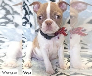 Boston Terrier Puppy for sale in MINERAL WELLS, WV, USA