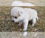Small Photo #9 Pomsky Puppy For Sale in OGDEN, UT, USA