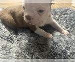 Small Photo #5 Boston Terrier Puppy For Sale in WINTER HAVEN, FL, USA