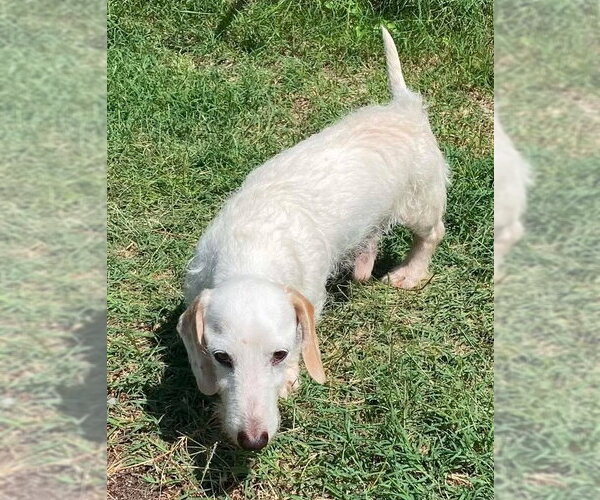 Medium Photo #3 Dachshund Puppy For Sale in Boonton, NJ, USA
