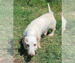 Small #2 Dachshund