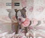 Small #6 Boston Terrier