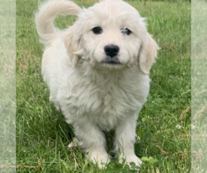 Goldendoodle (Miniature) Puppy for sale in ROWLEY, MA, USA