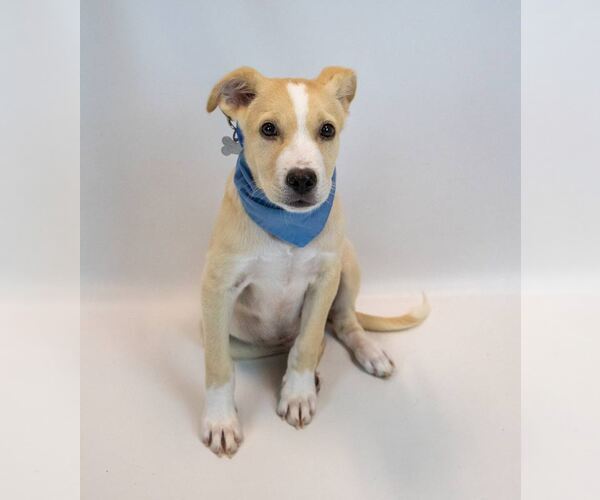 Medium Photo #5 Retriever -Unknown Mix Puppy For Sale in Kennesaw, GA, USA