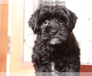 YorkiePoo Puppy for sale in NAPLES, FL, USA