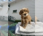 Cornelia - Female Goldendoodle Puppy for Sale - Photo #2