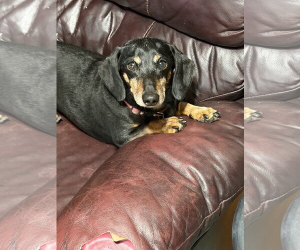 Medium Photo #3 Dachshund Puppy For Sale in Sioux Falls, SD, USA