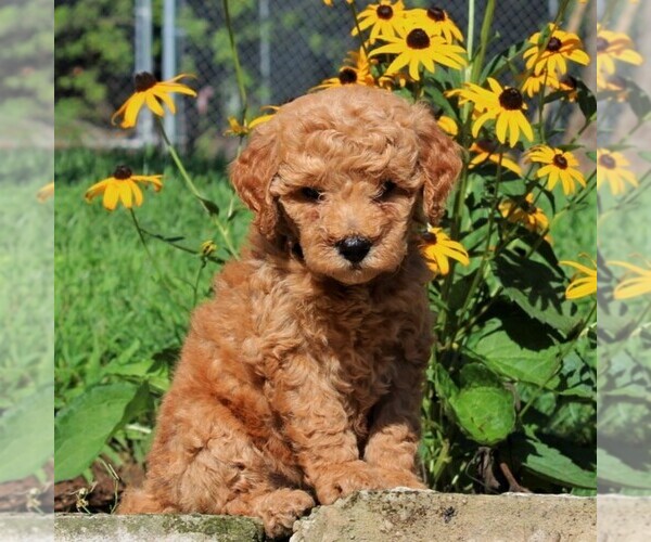 Medium Photo #1 Labradoodle-Poodle (Miniature) Mix Puppy For Sale in PARADISE, PA, USA