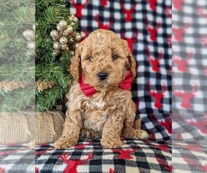 Goldendoodle (Miniature) Puppy for sale in KIRKWOOD, PA, USA