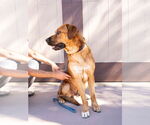 Small #6 Mastiff-Rhodesian Ridgeback Mix