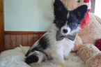 Small Photo #3 Papillon Puppy For Sale in HONEY BROOK, PA, USA