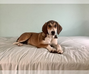 Border Collie-Redbone Coonhound Mix Puppy for sale in HILLSBORO, WI, USA