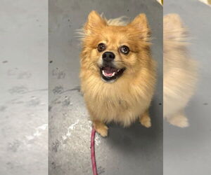 Pomeranian-Unknown Mix Dogs for adoption in South Bend, IN, USA