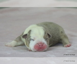 Small #3 Bulldog