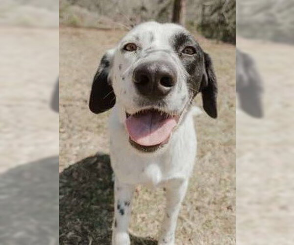 Medium Photo #5 Lab-Pointer Puppy For Sale in Attalka, AL, USA