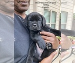 Small Photo #17 Cane Corso Puppy For Sale in MCDONOUGH, GA, USA