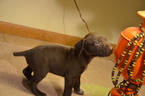Small Photo #1 German Shorthaired Pointer Puppy For Sale in NORTH OLMSTED, OH, USA