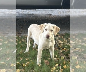 Labrador Retriever Puppy for Sale in FREDERICKSBG, Ohio USA