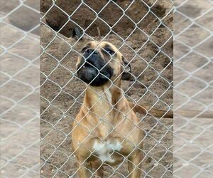 Mastiff Dogs for adoption in Martinez, CA, USA