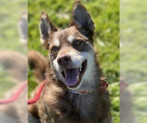 Siberian Husky Dogs for adoption in Salinas, CA, USA