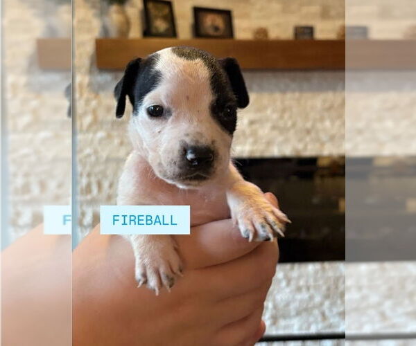 Medium Photo #3 American Staffordshire Terrier-Labrador Retriever Mix Puppy For Sale in Lakewood, CO, USA