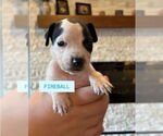 Small #2 American Staffordshire Terrier-Labrador Retriever Mix