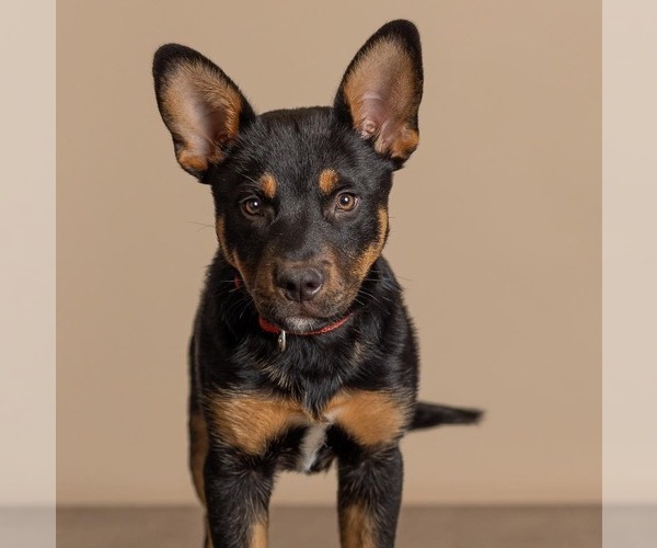 Medium Photo #4 German Shepherd Dog-Unknown Mix Puppy For Sale in Claremore, OK, USA
