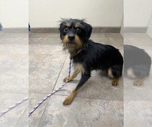 Bear fka Lakme - Female Cairn Terrier-Miniature Pinscher Mix Dog for Adoption - Photo #2