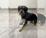 Small Photo #2 Cairn Terrier-Miniature Pinscher Mix Puppy For Sale in Lakewood, CO, USA