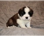 Small #10 Saint Bernard