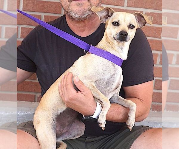 Medium Photo #2 Chihuahua-Unknown Mix Puppy For Sale in Carrollton, TX, USA