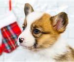 Small #12 Cardigan Welsh Corgi