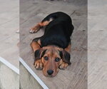 Small Rottweiler Mix