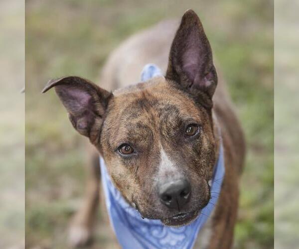 Medium Photo #3 Mutt Puppy For Sale in Rosenberg, TX, USA