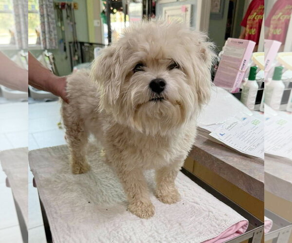 Medium Photo #1 Bichon Frise Puppy For Sale in Benton, LA, USA