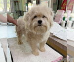 Silly Goose (NOT YET AVAILABLE) - Female Bichon Frise Dog for Adoption - Small photo