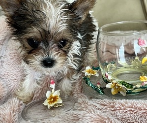 Medium Yorkshire Terrier