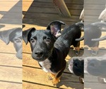 Small #1 Mutt