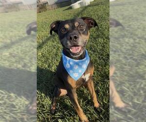 OZZY - Male Mutt Dog for Adoption