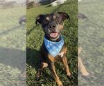 OZZY - Male Mutt Dog for Adoption - Small photo