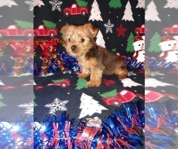 Medium Photo #1 Yorkshire Terrier Puppy For Sale in LAPEER, MI, USA