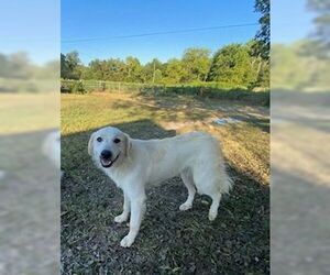 Great Pyrenees Dogs for adoption in Croydon, NH, USA