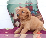Small #3 Cavalier King Charles Spaniel-Goldendoodle Mix