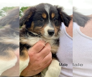 Miniature Australian Shepherd Puppy for sale in NEW WASHINGTN, IN, USA