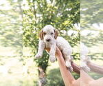 Puppy Puppy 2 Goldendoodle (Miniature)