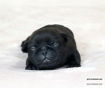 Small #5 Pug
