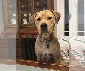 Labrador Retriever-Unknown Mix Dogs for adoption in Minneapolis, MN, USA