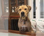Small Labrador Retriever Mix