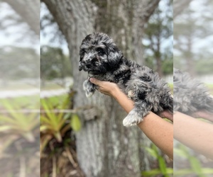 Goldendoodle (Miniature) Puppy for sale in BRADENTON, FL, USA