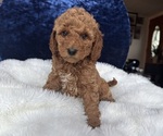 Puppy Light pink Goldendoodle (Miniature)